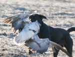 Snow goose hunting