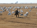 white Fronted Goose hunting