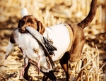 goose hunting in Missouri