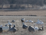 snow goose