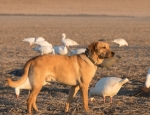 snow goose