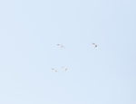 snow geese