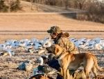 snow goose hunting