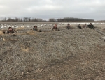 snow goose hunting