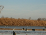 Missouri duck hunting