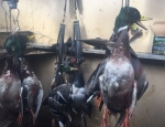 Missouri ducks