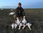 snow geese