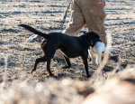 Missouri snow goose