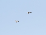 snow goose hunt