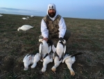 snow geese