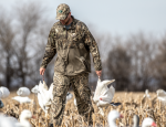 snow geese