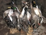 Missouri duck hunt