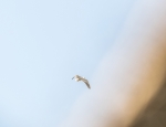 snow goose hunt