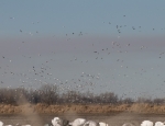 snow geese