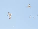 snow geese