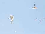 snow geese