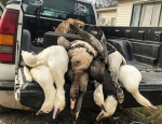 Specklebelly geese and Snow Geese