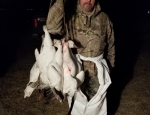 snow goose hunt