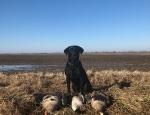 specklebelly goose hunting trip