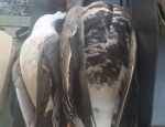 specklebelly goose