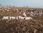 Missouri spring snow goose hunt