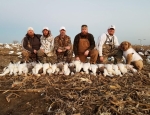 spring snow goose hunting