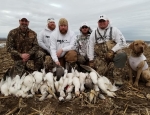 snow goose hunt