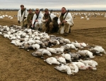 snow goose hunting