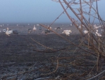 snow goose hunt