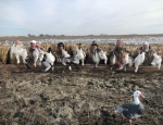 spring snow goose hunting