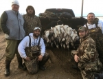 Spring snow goose hunt