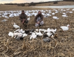 snow goose hunting