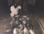 snow goose hunting