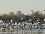 spring snow geese