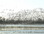 snow geese