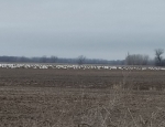 snow geese