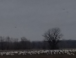 snow geese