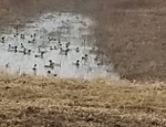 ducks