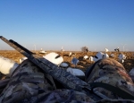 snow goose hunt