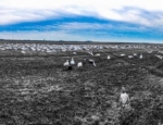 snow geese