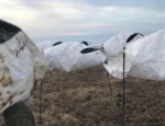 snow goose hunt