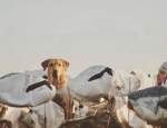 snow goose decoys