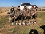 specklebelly goose hunt