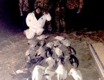 snow goose hunt