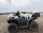 snow geese