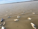 snow goose decoys