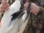 snow goose