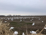 snow goose hunt