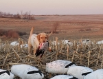 spring snow goose hunt