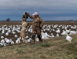 snow goose hunting